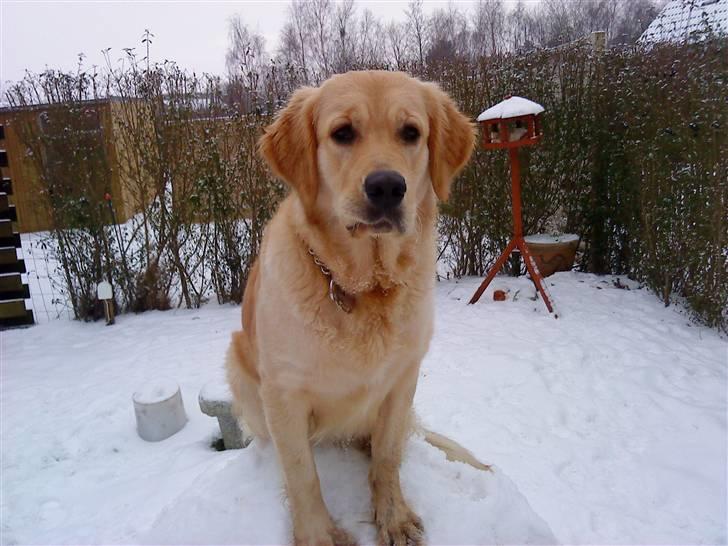 Golden retriever Bella - Bella, sidder oppe på en snemand, som vi var igang med at lave, men som ikke blev færdig :) billede 16