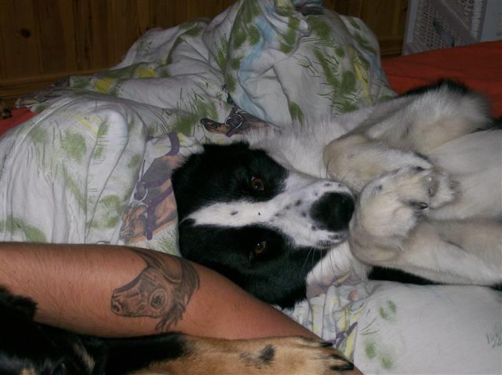 Karelsk bjørnehund Fifi billede 8