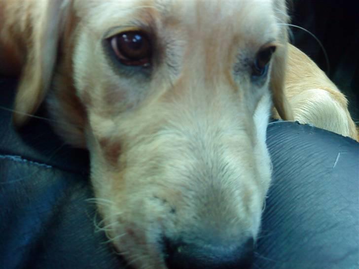 Golden retriever Bella billede 17