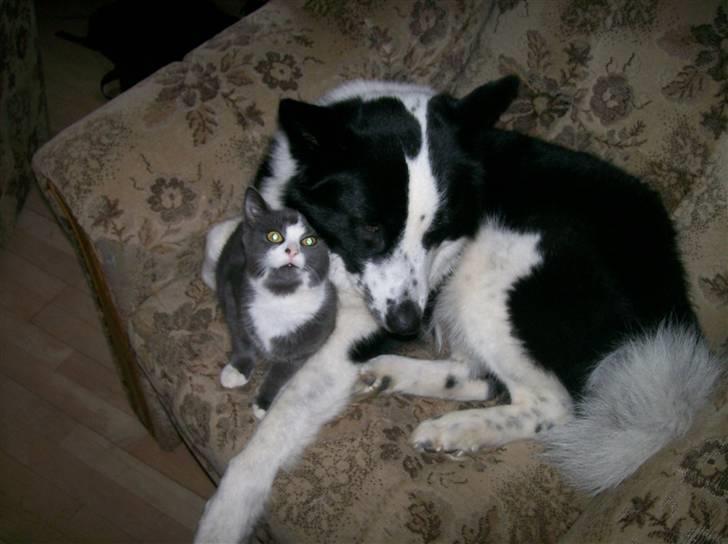 Karelsk bjørnehund Fifi billede 9