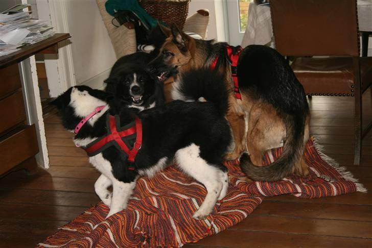 Karelsk bjørnehund Fifi - Fifi leger med sin mor og Vega (Fifi med den røde sele) billede 10