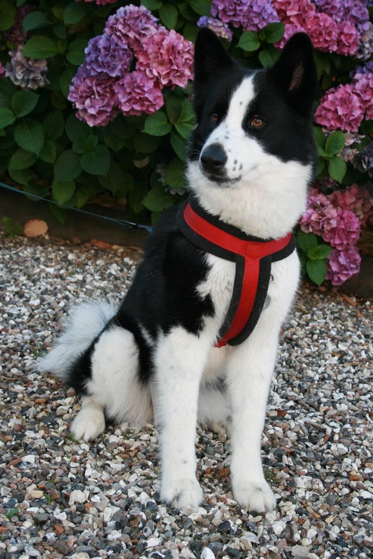 Karelsk bjørnehund Fifi - Så smuk hun er :) billede 11