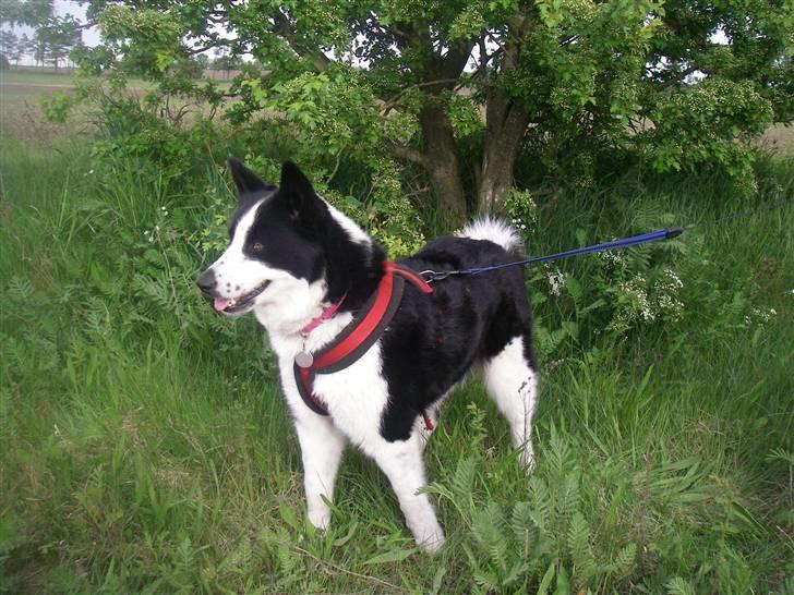 Karelsk bjørnehund Fifi billede 12