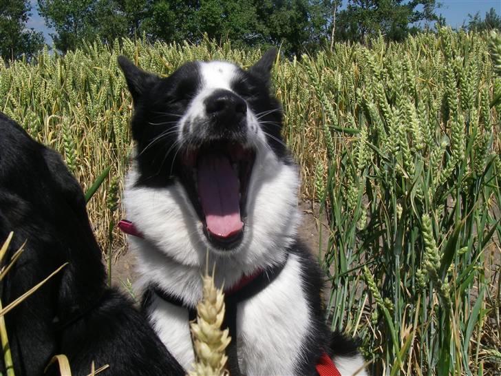 Karelsk bjørnehund Fifi billede 13