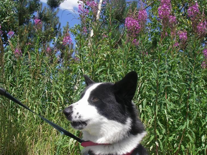 Karelsk bjørnehund Fifi billede 14