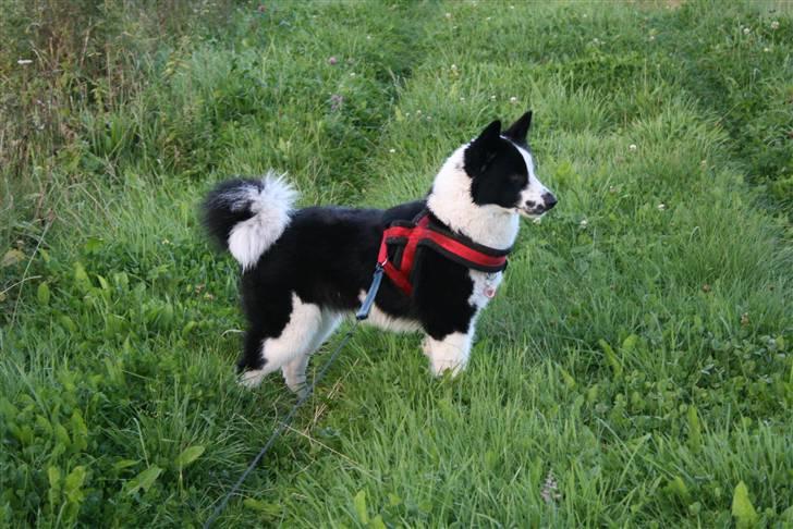 Karelsk bjørnehund Fifi billede 15