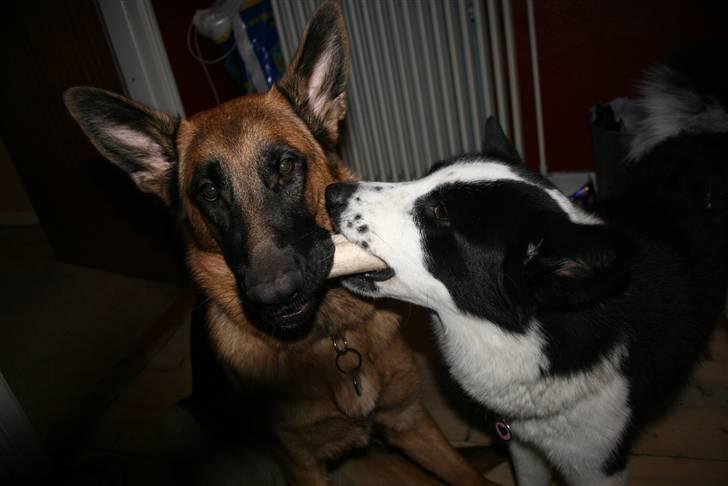 Karelsk bjørnehund Fifi billede 16