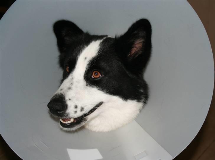 Karelsk bjørnehund Fifi billede 17