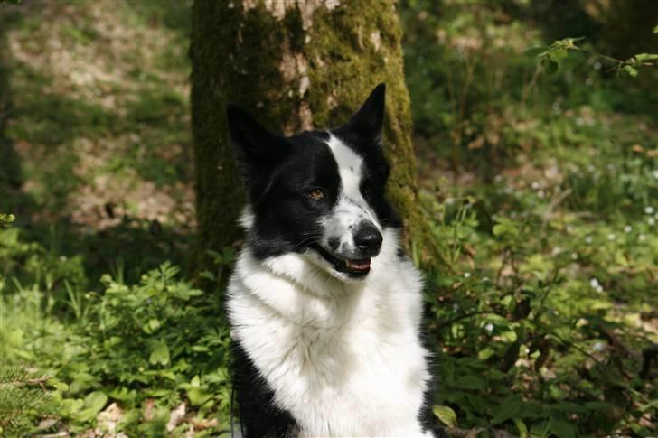 Karelsk bjørnehund Fifi billede 18