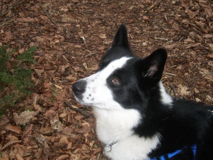 Karelsk bjørnehund Fifi billede 19