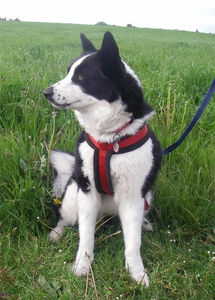 Karelsk bjørnehund Fifi billede 20