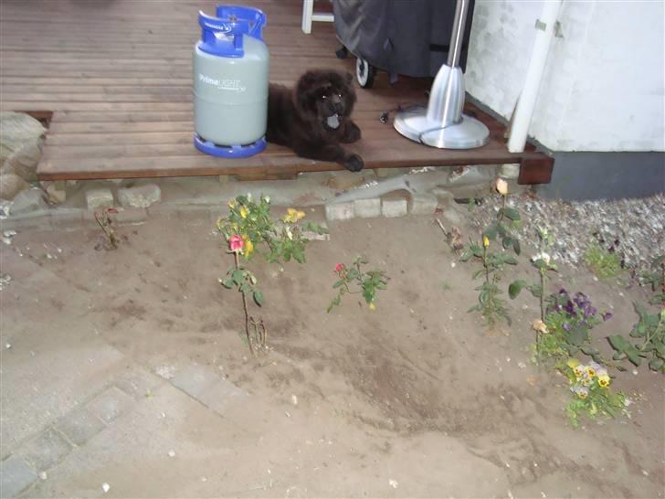 Chow chow Henning billede 6