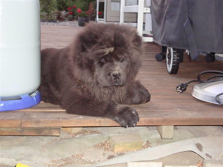Chow chow Henning billede 7