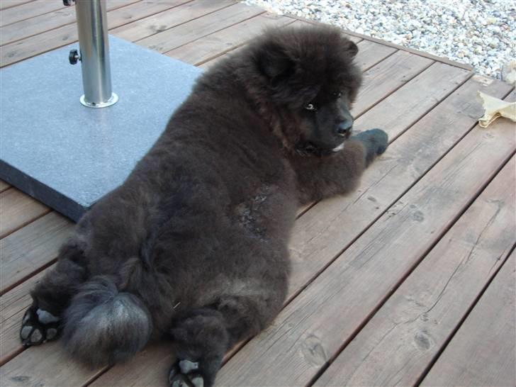 Chow chow Henning billede 8