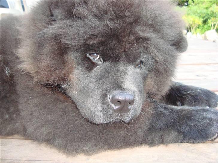 Chow chow Henning billede 9
