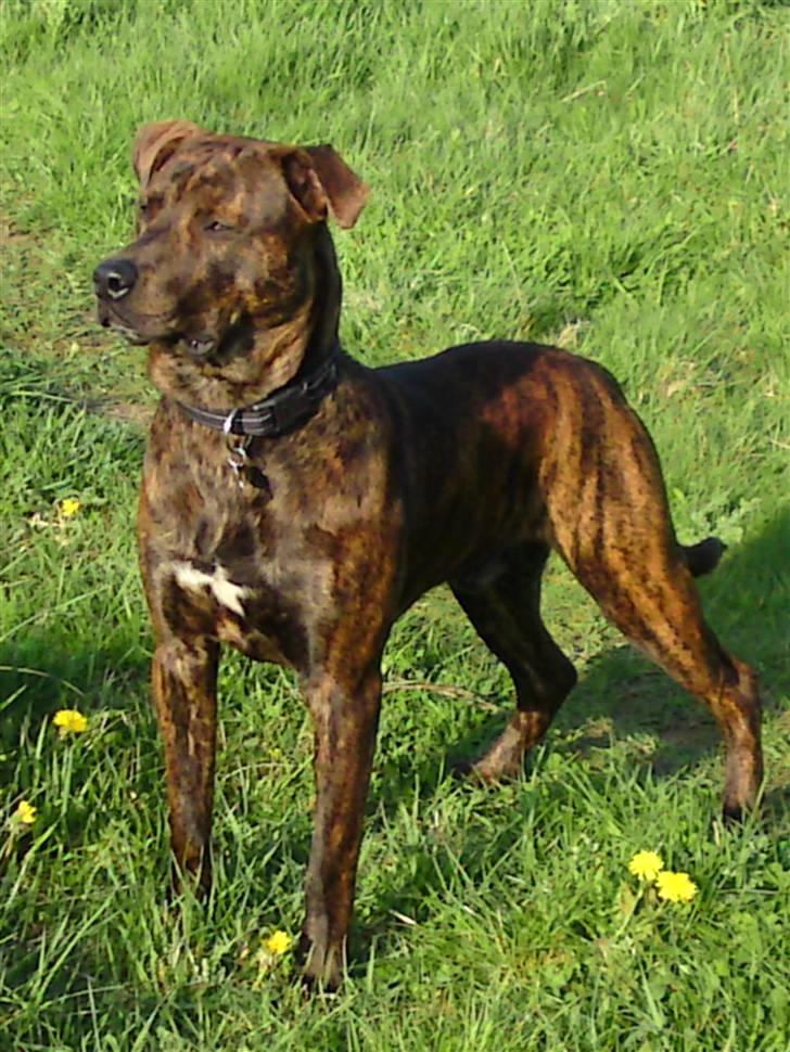 Blanding af racer Tiger billede 19