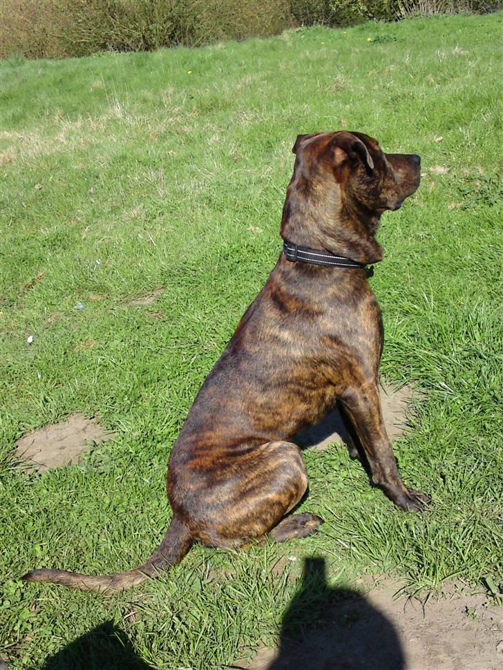 Blanding af racer Tiger billede 20