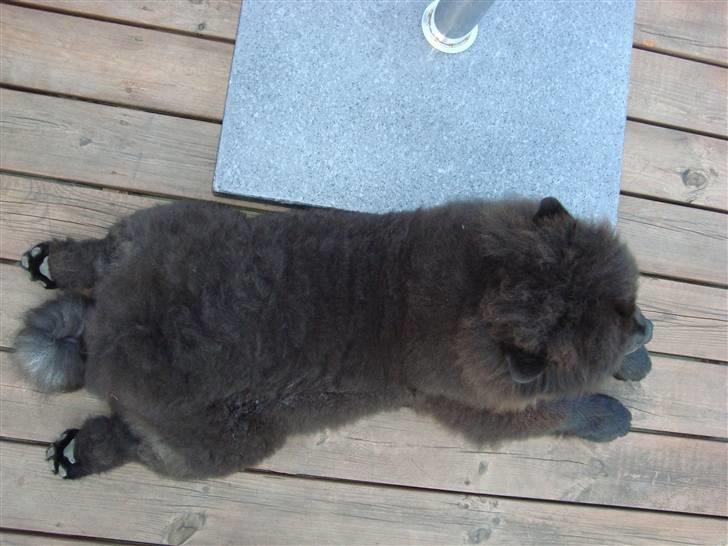 Chow chow Henning billede 10