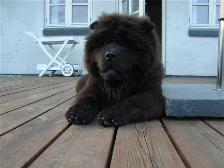Chow chow Henning billede 11