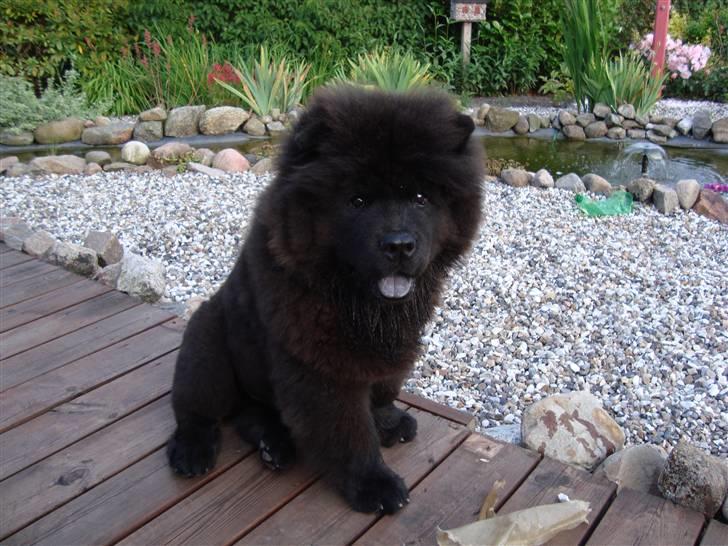 Chow chow Henning billede 12