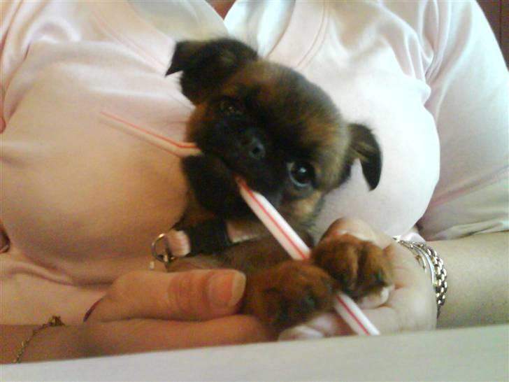 Griffon petit brabancon Chili billede 8