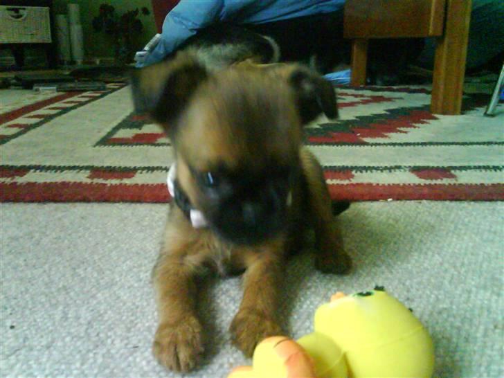 Griffon petit brabancon Chili billede 9