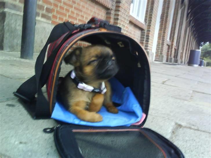 Griffon petit brabancon Chili billede 10