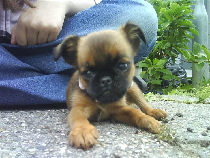 Griffon petit brabancon Chili billede 11