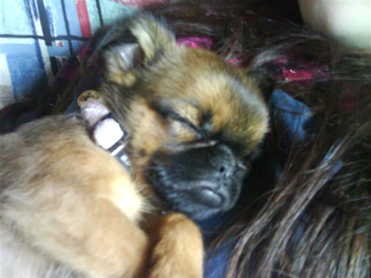 Griffon petit brabancon Chili - Zzzzzz billede 12