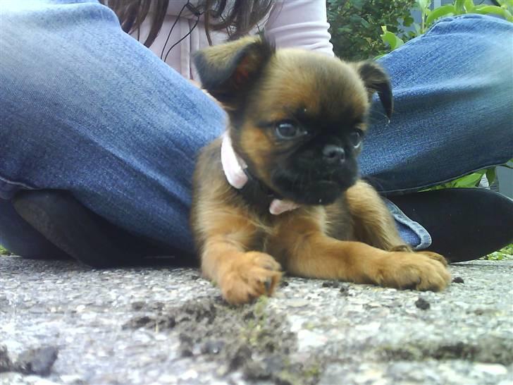 Griffon petit brabancon Chili billede 13