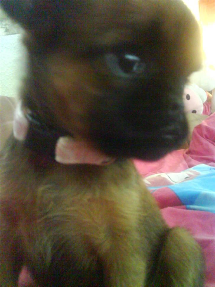 Griffon petit brabancon Chili billede 14