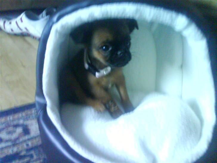 Griffon petit brabancon Chili - Hun havde hikke da dette billede blev taget billede 15