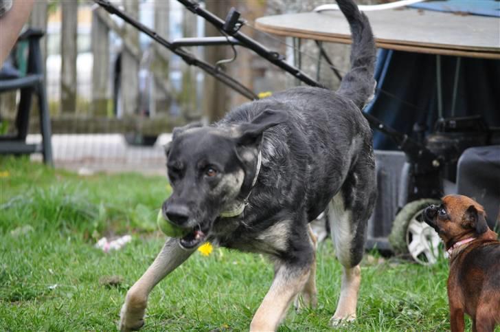 Blanding af racer Milan billede 10