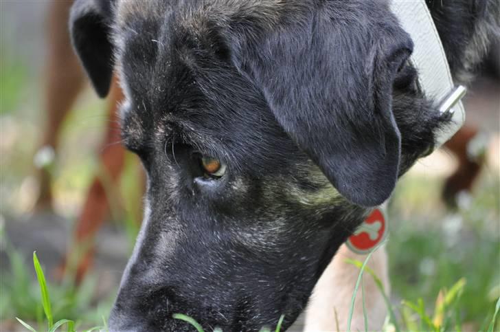 Blanding af racer Milan - Hun holder øje med mig XD billede 11