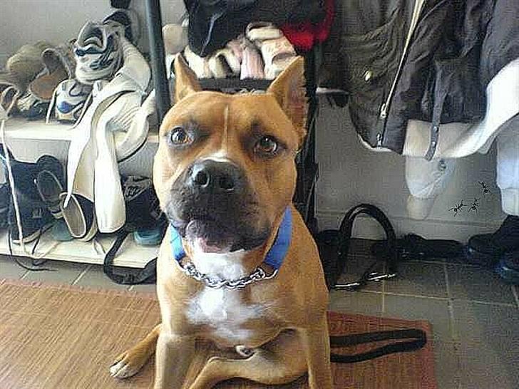 Amerikansk staffordshire terrier Simba R.i.p billede 10