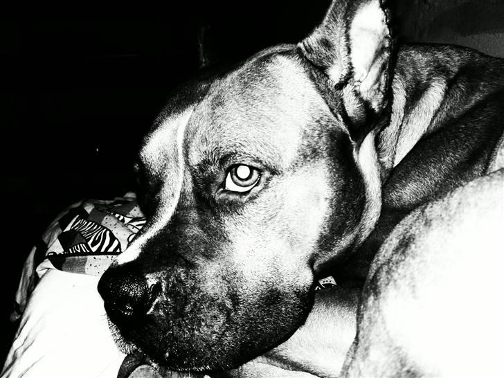 Amerikansk staffordshire terrier Simba R.i.p billede 13