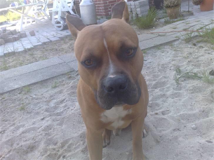 Amerikansk staffordshire terrier Simba R.i.p billede 14