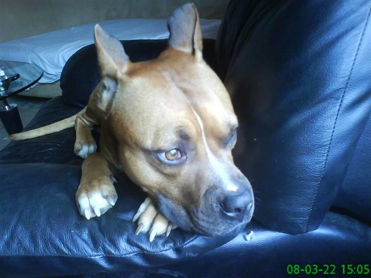 Amerikansk staffordshire terrier Simba R.i.p billede 15