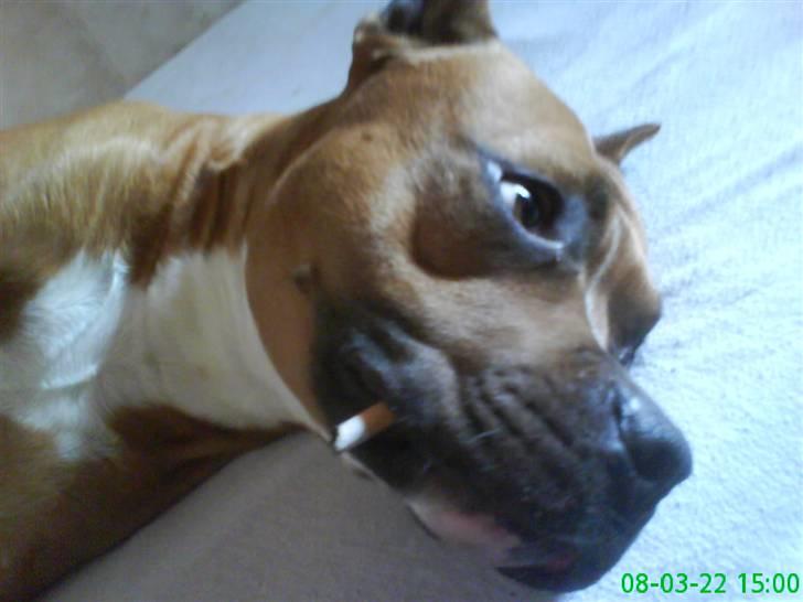 Amerikansk staffordshire terrier Simba R.i.p billede 17