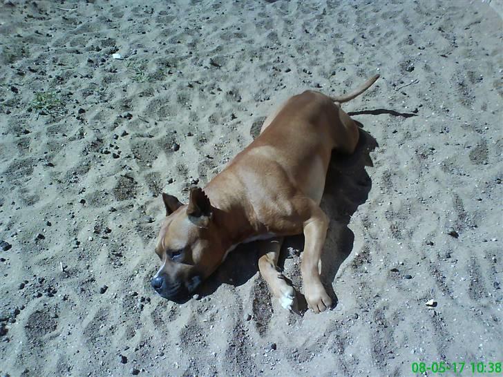 Amerikansk staffordshire terrier Simba R.i.p billede 18