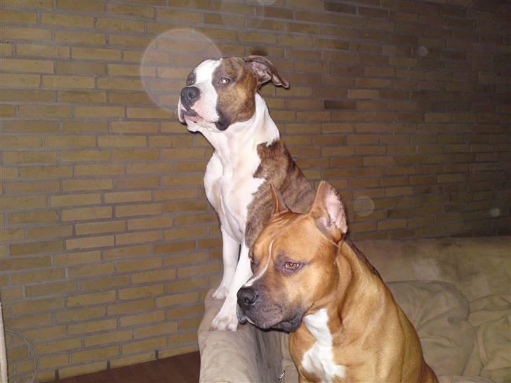 Amerikansk staffordshire terrier Tyson 'Solgt' billede 9