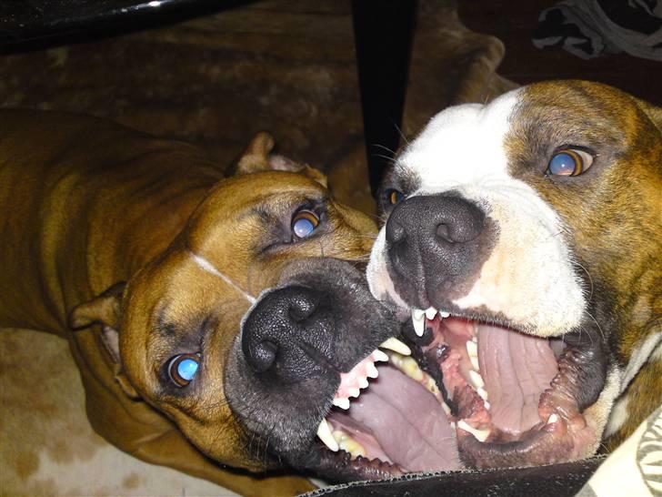 Amerikansk staffordshire terrier Tyson 'Solgt' billede 10