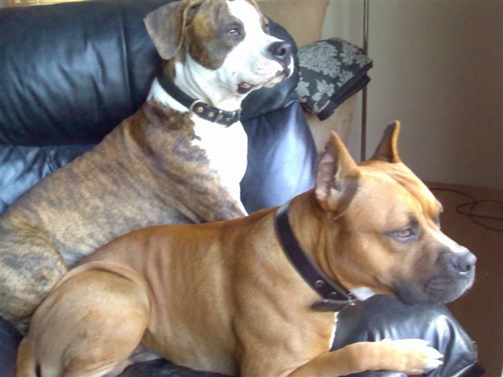 Amerikansk staffordshire terrier Tyson 'Solgt' billede 11