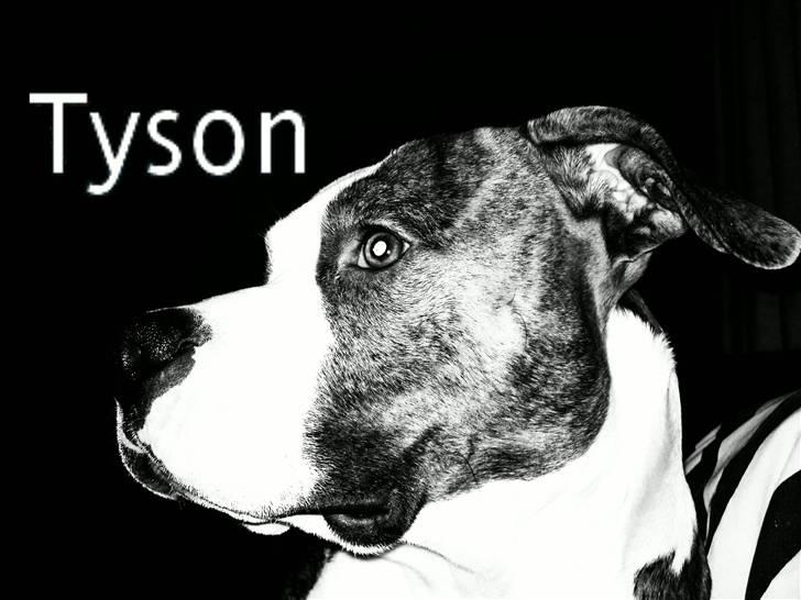 Amerikansk staffordshire terrier Tyson 'Solgt' billede 12