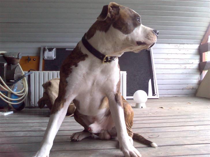 Amerikansk staffordshire terrier Tyson 'Solgt' billede 13