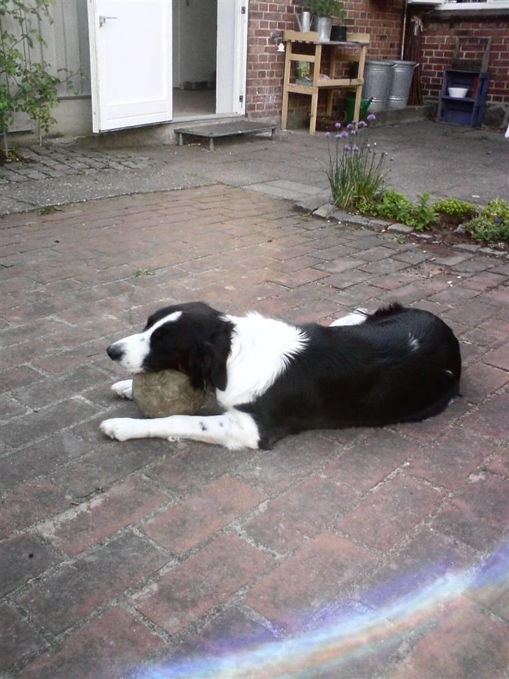 Border collie Silja  - En bold kan være god at sove på! billede 1