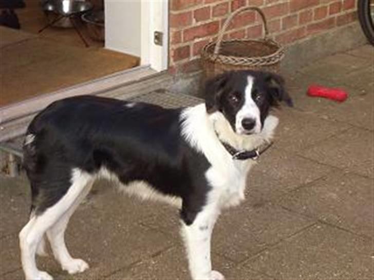 Border collie Silja  - Jeg kan sagtens posere foran et kamera. billede 2