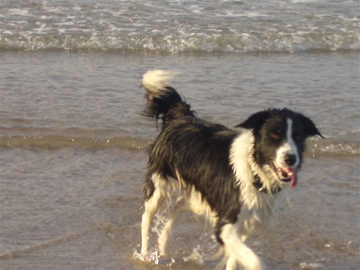 Border collie Silja  - Almindeligvis er jeg ikke den store vandhund, men en pind er man da nødt til at løbe i vandet for billede 3