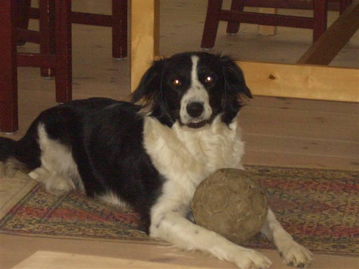 Border collie Silja  - jeg passer på bolden billede 4