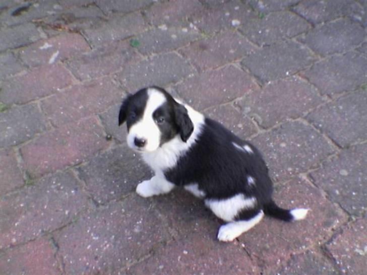 Border collie Silja  - Silja da hun er ca 8 uger gammel billede 5